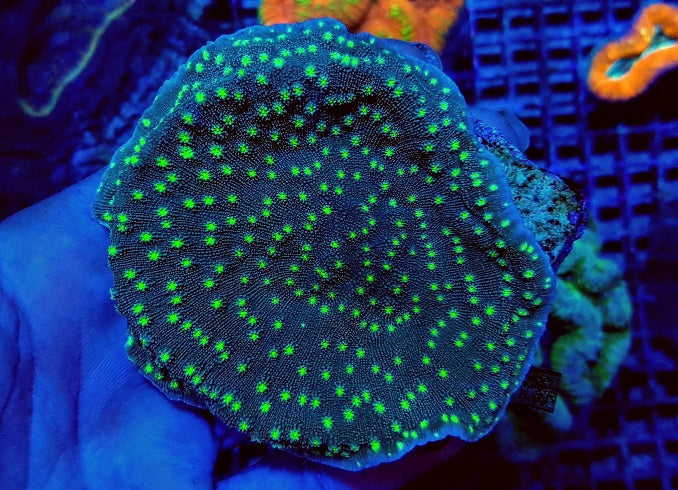 Echinopora lamellosa premium