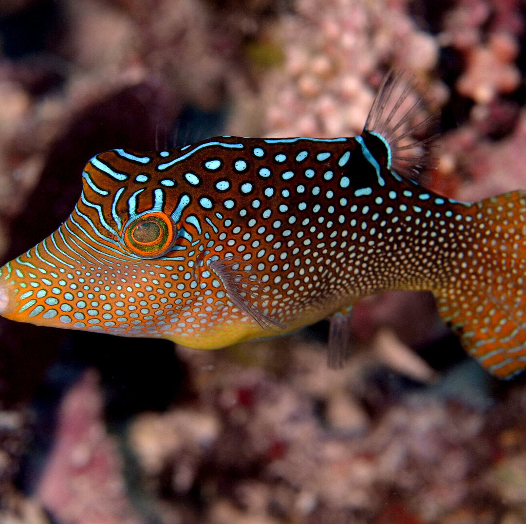 Canthigaster solandri - Augenfleck-Spitzkopf-Kugelfisch