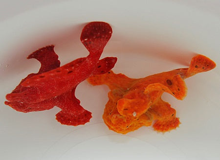 Antennarius - Anglerfisch Rot