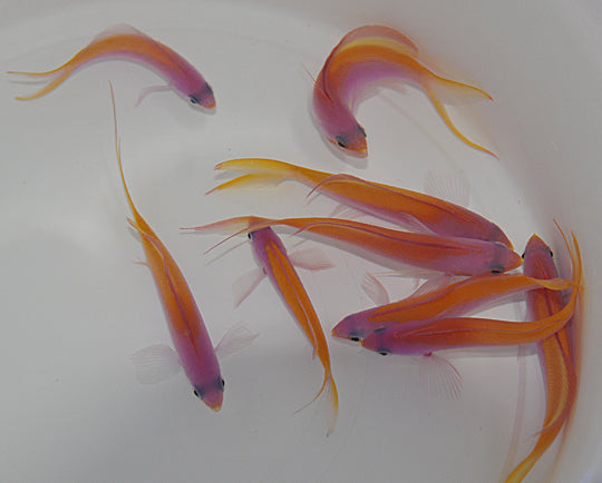 Nemanthias carberryi - Fahnenbarsch