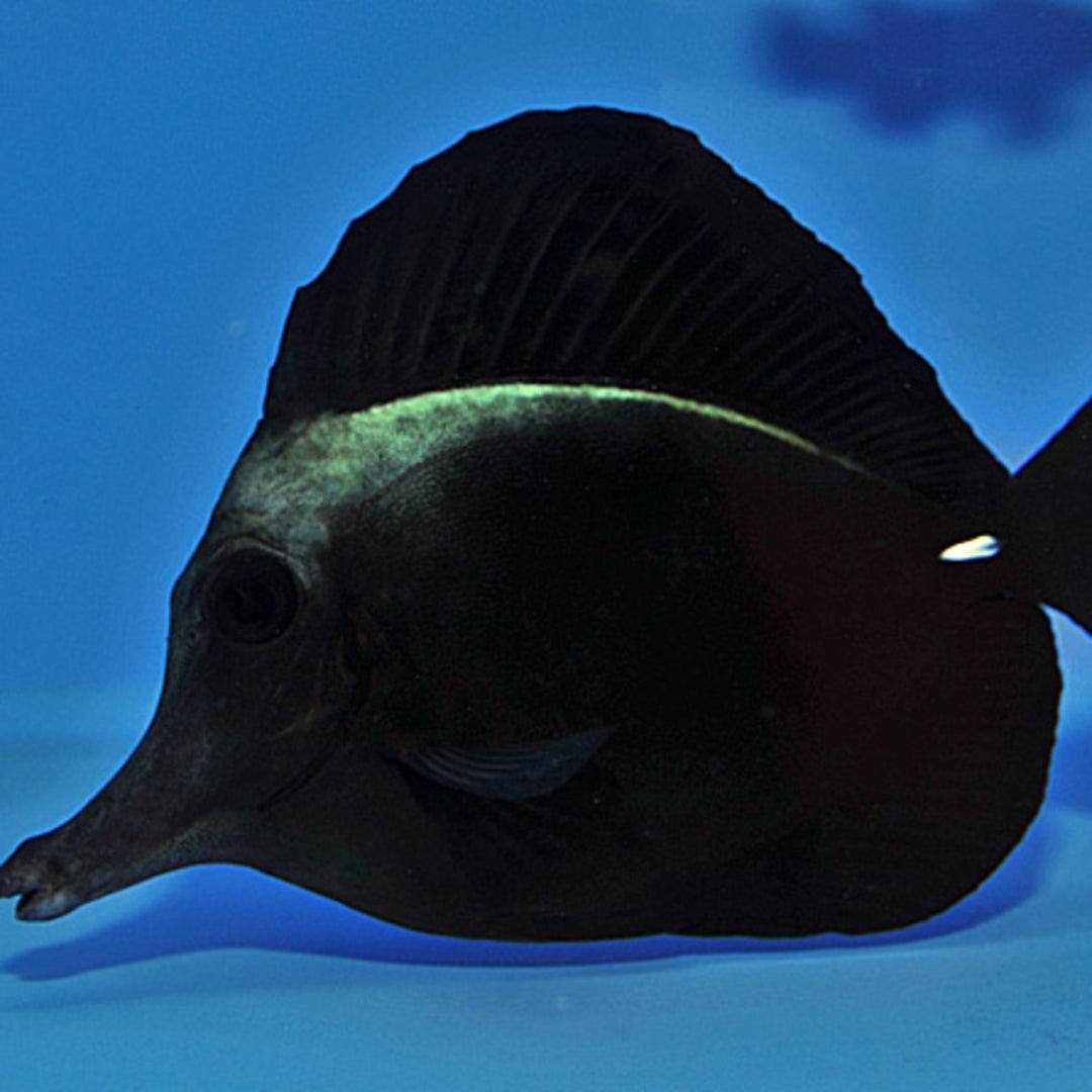 Zebrasoma rostratum - Schwarzer Segelflossen Doktor