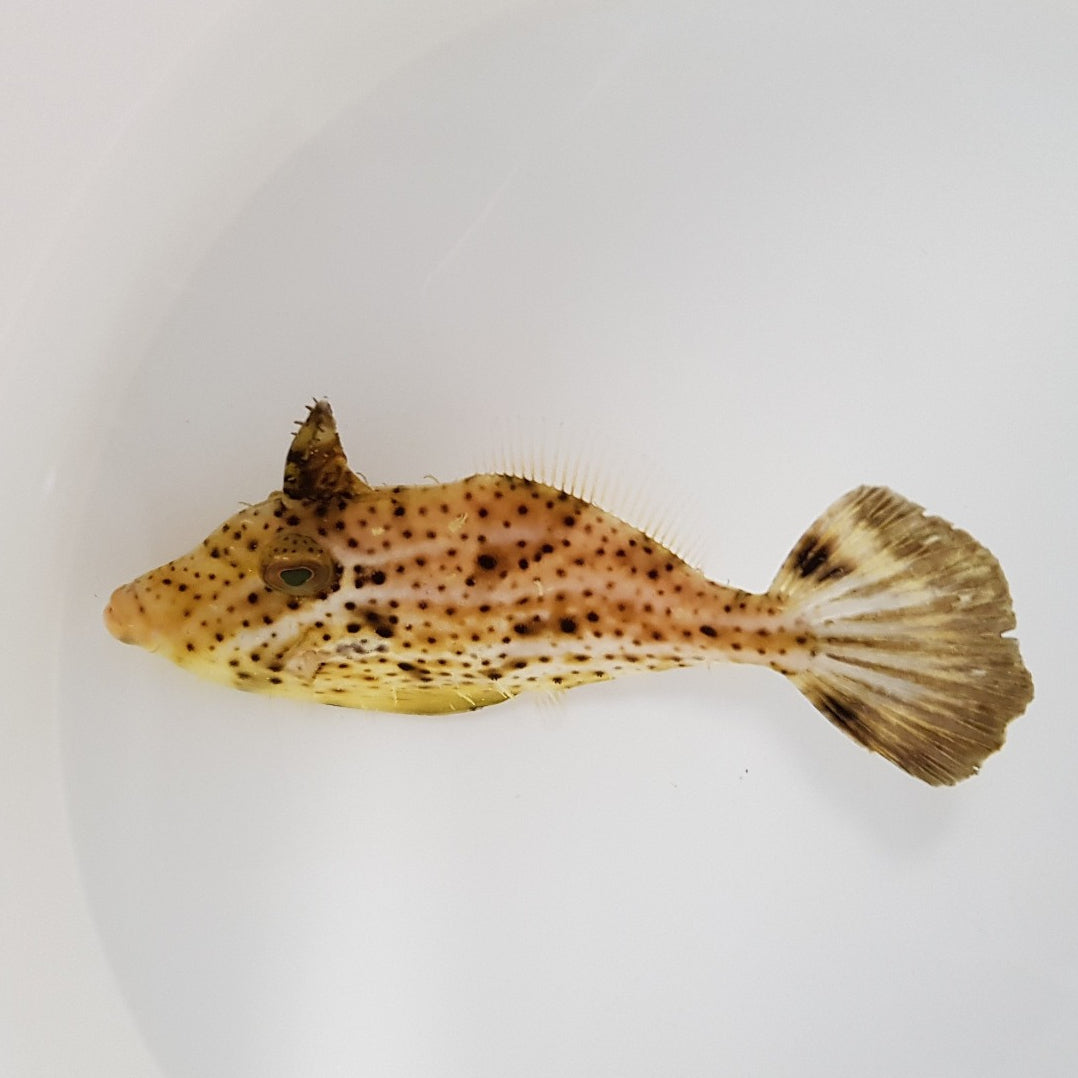 Pseudomonacanthus macrurus - Algen-Feilenfisch