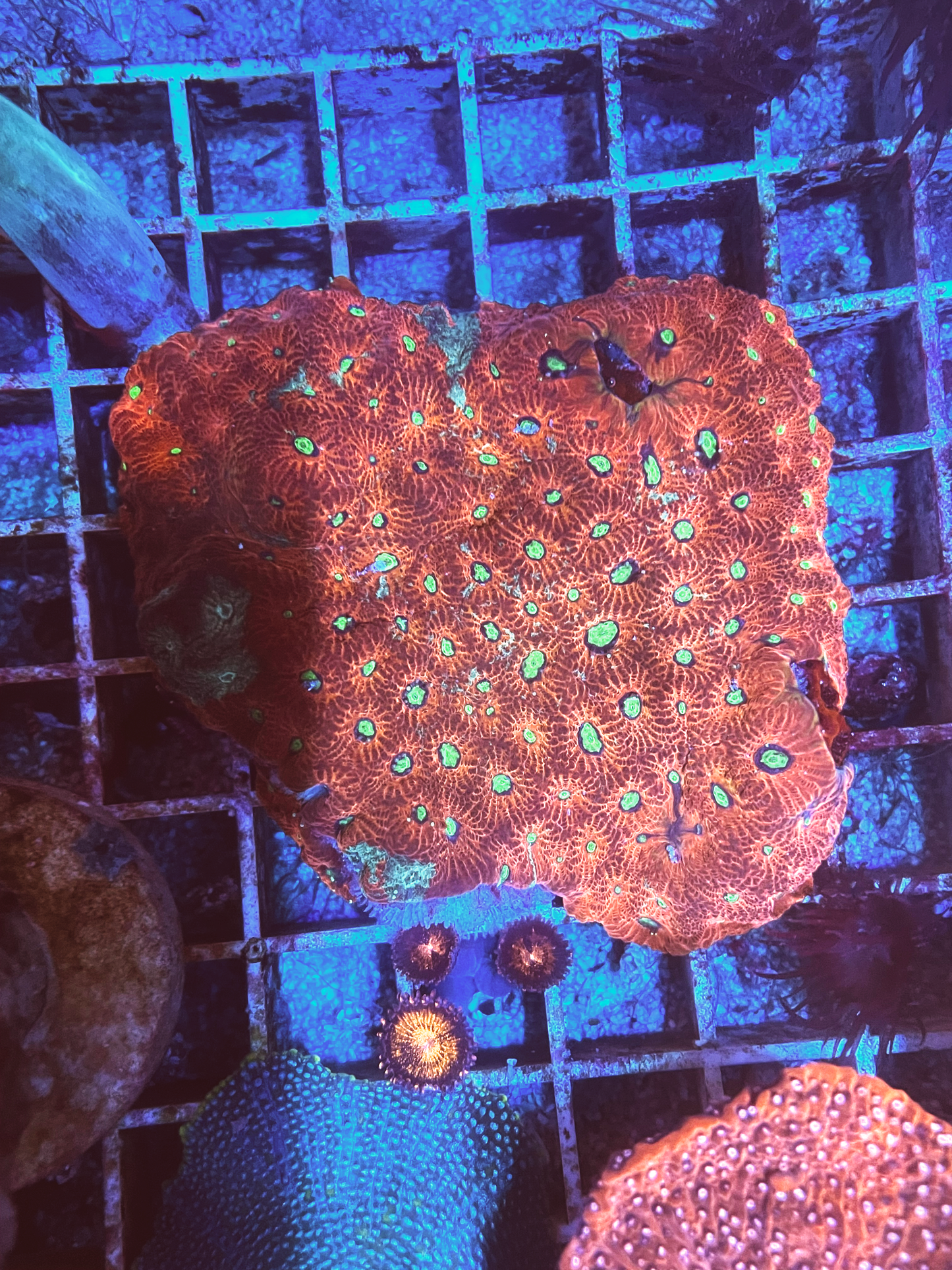 Favites pentagona (Ultra)