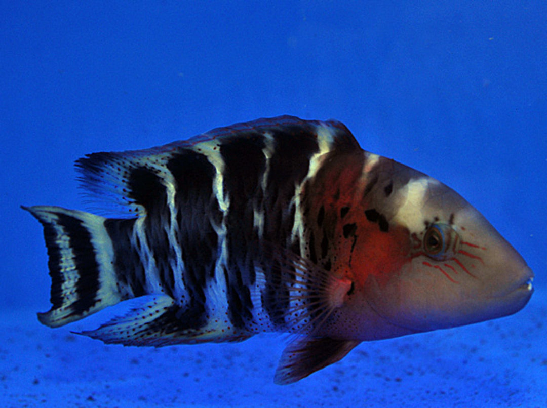 Cheilinus fasciatus - Rotbrust-Prachtlippfisch