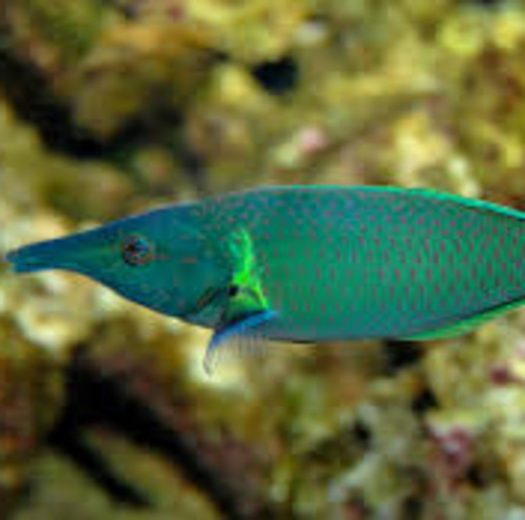 Gomphosus varius - Langnasen-Lippfisch - Männchen