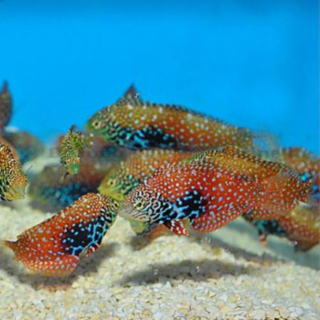 Macropharyngodon bipartitus - Diamant Lippfisch