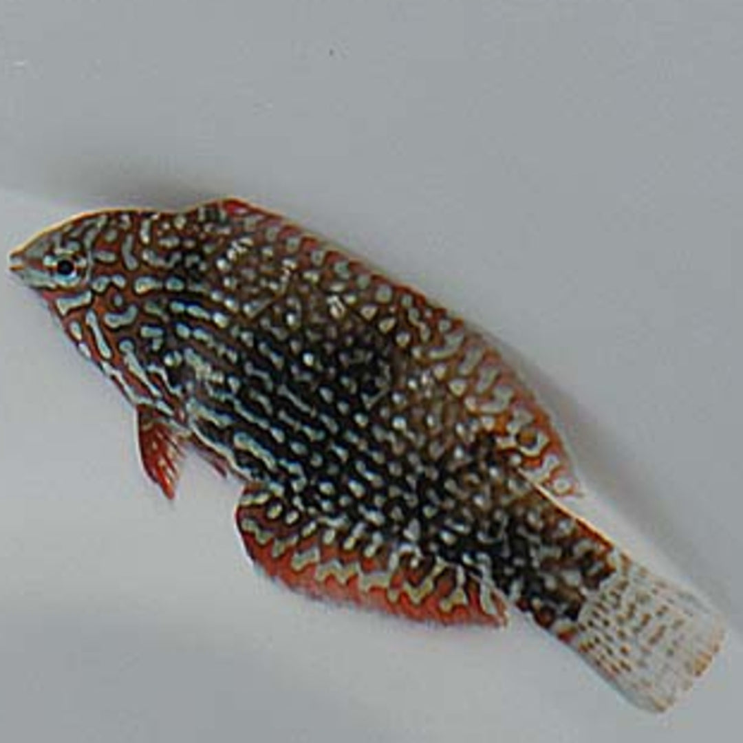 Macropharyngodon ornatus - Leoparden Junker