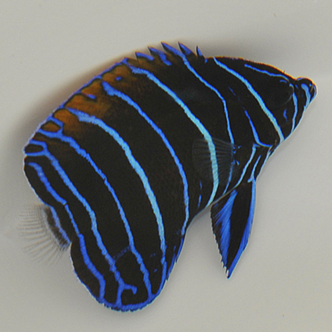 Pomacanthus navarchus (Juvenile) - Traumkaiser