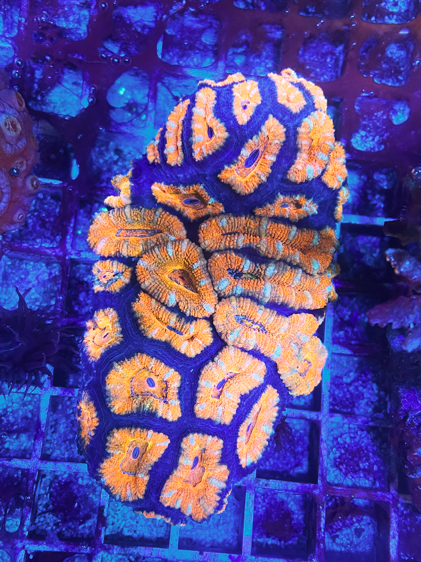 Acanthastrea Ultra