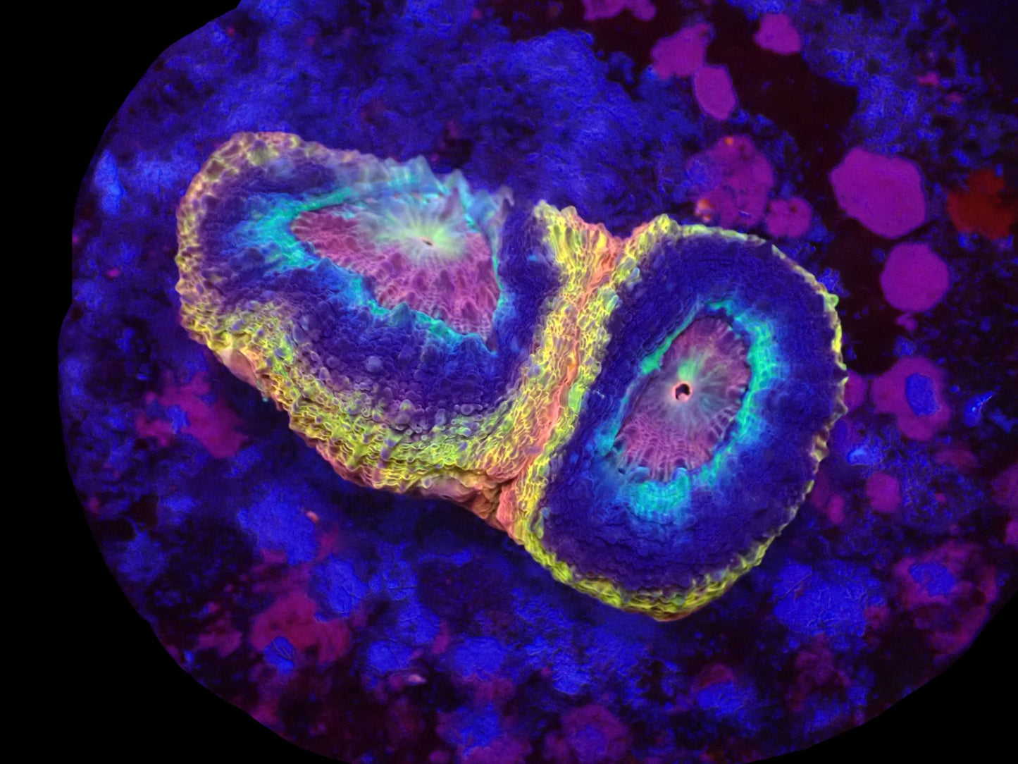 Acanthastrea bowerbanki (Holy Grail) (2 Köpfe)