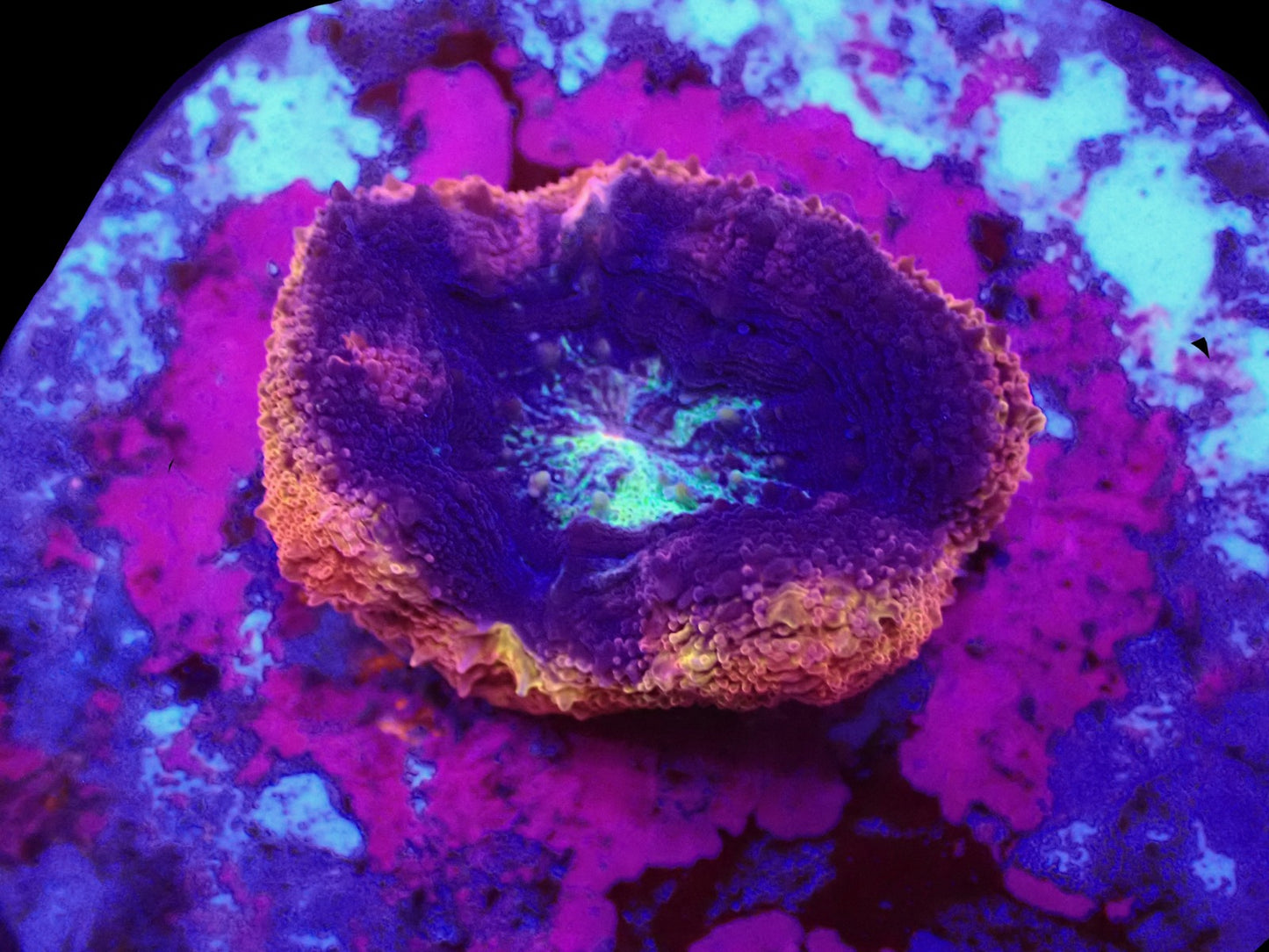 Acanthastrea bowerbanki (Holy Grail) (B-Grad)