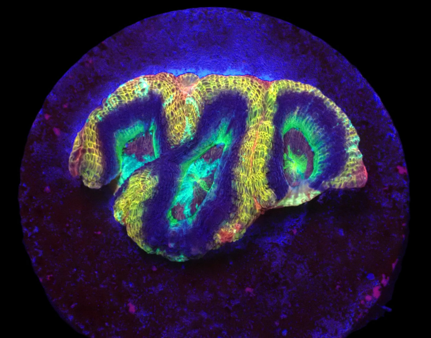 Acanthastrea bowerbanki (Holy Grail) (S)