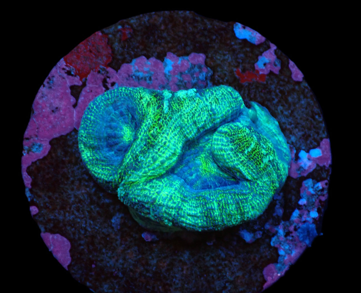 Acanthastrea bowerbanki (Premium)