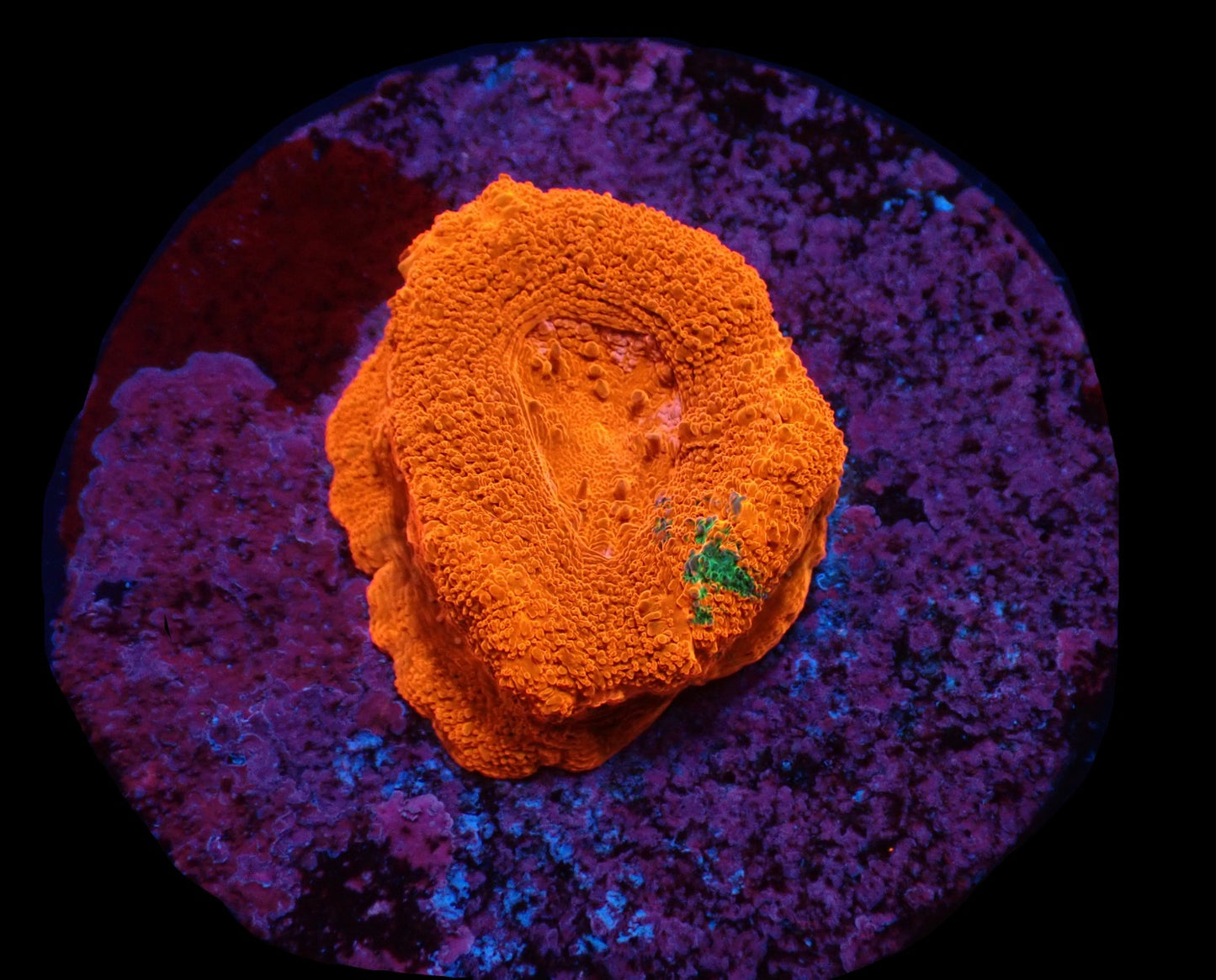 Acanthastrea bowerbanki (Spezial)