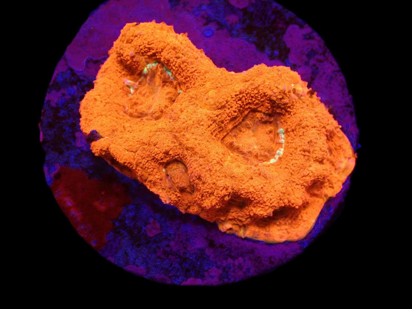 Acanthastrea bowerbanki (Ultra)