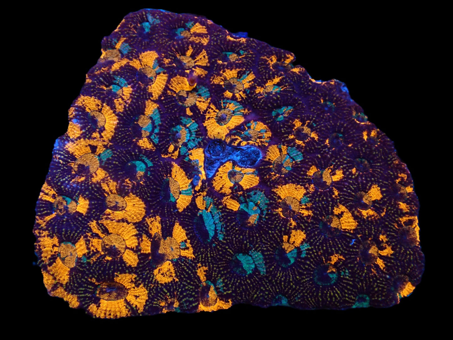 Acanthastrea echinata (Premium) (XL)