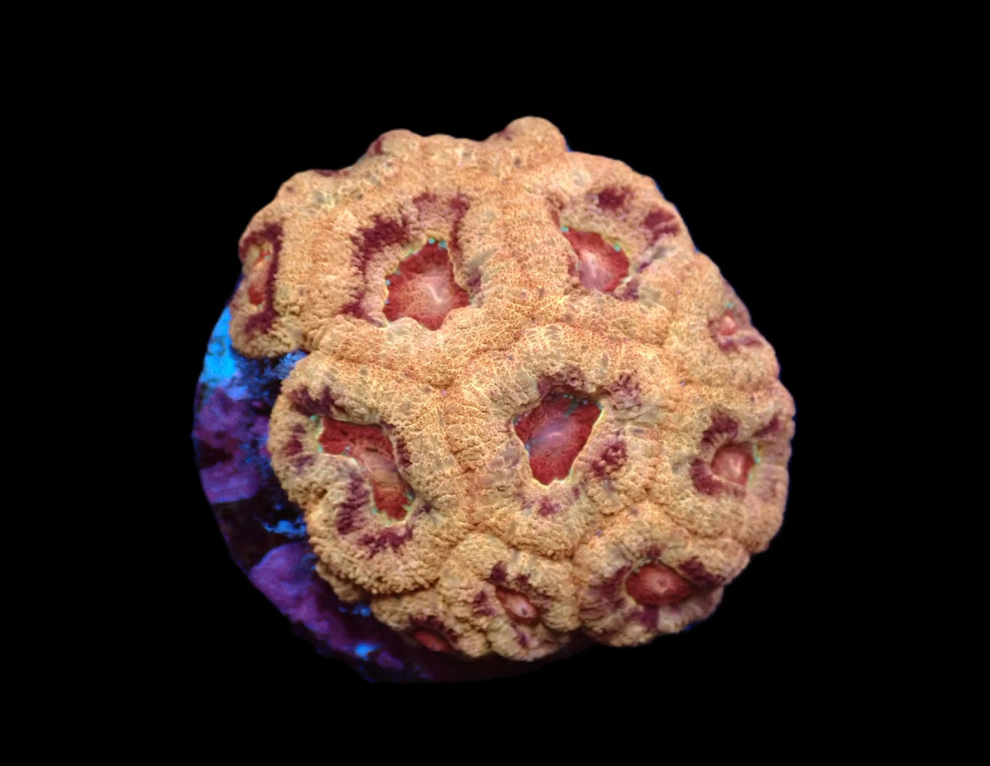 Acanthastrea lordhowensis (Asian Acan)