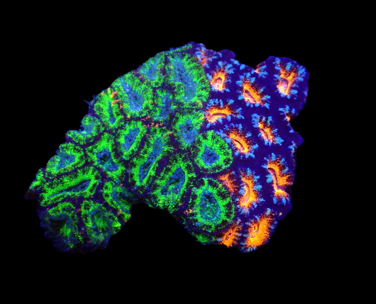 Acanthastrea lordhowensis (Duo) (L)