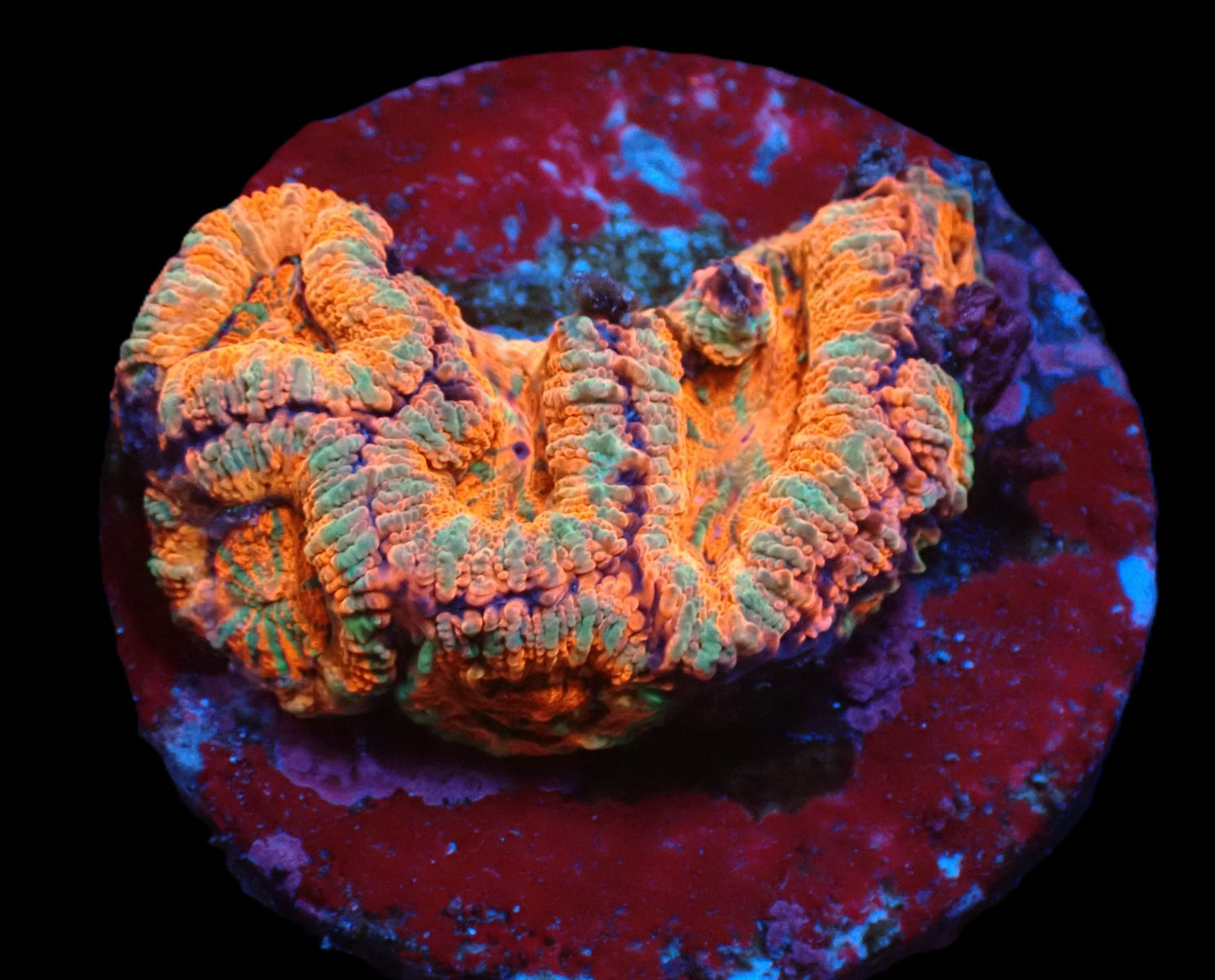 Acanthastrea lordhowensis (Premium)