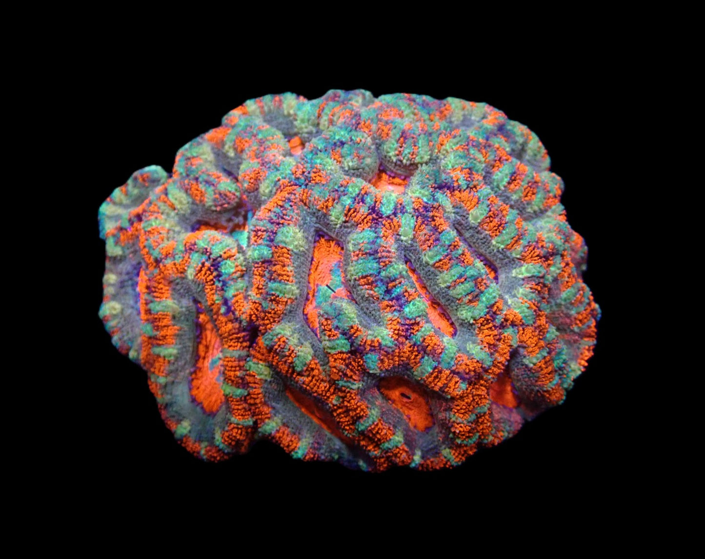 Acanthastrea lordhowensis (Premium) (L)