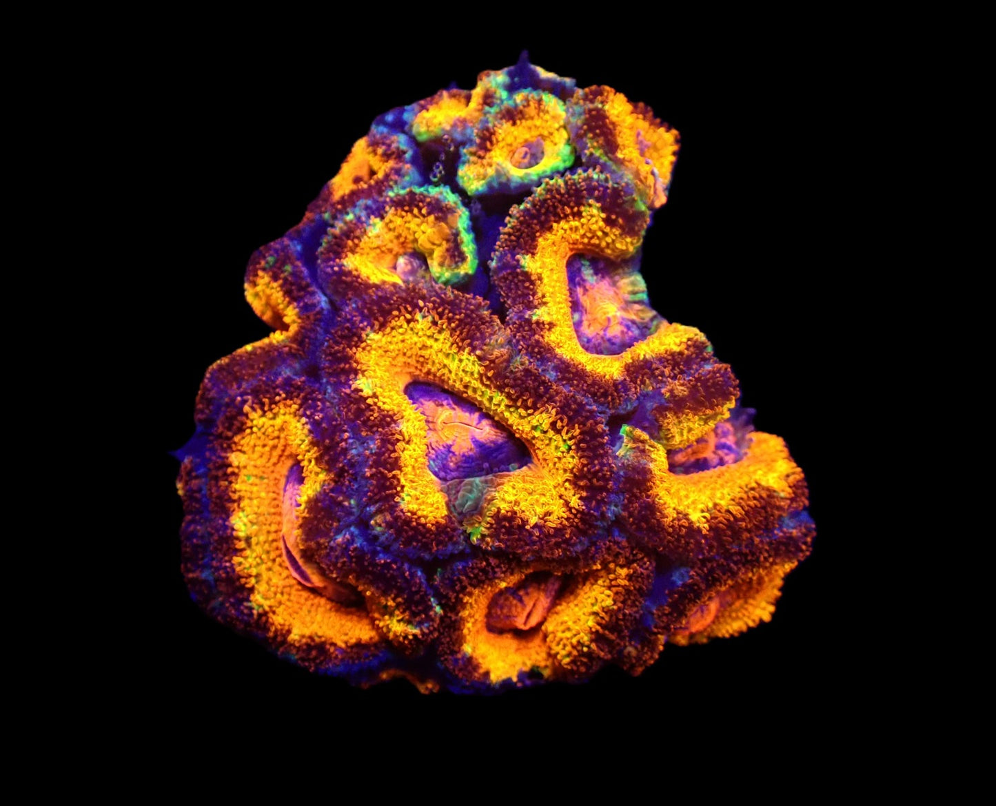 Acanthastrea lordhowensis (Rainbow) (M)