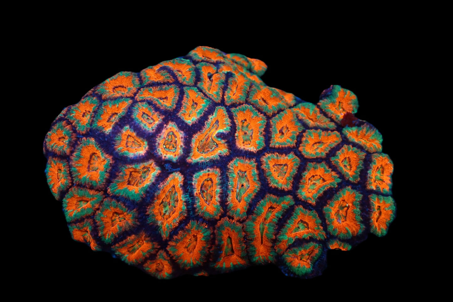 Acanthastrea lordhowensis (Special) (XL)