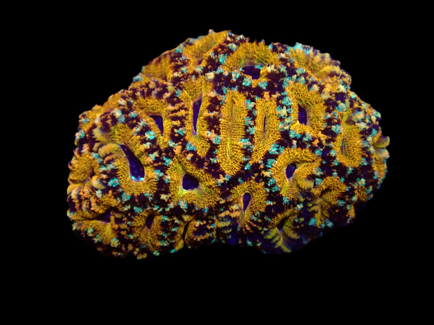 Acanthastrea lordhowensis (Spezial)