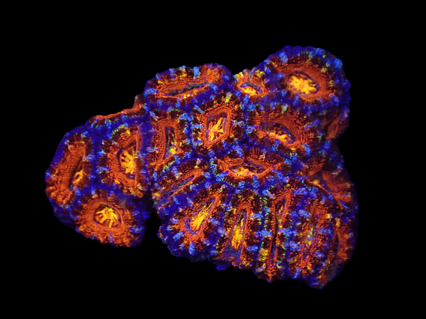 Acanthastrea lordhowensis (Ultra-Orange Eye)