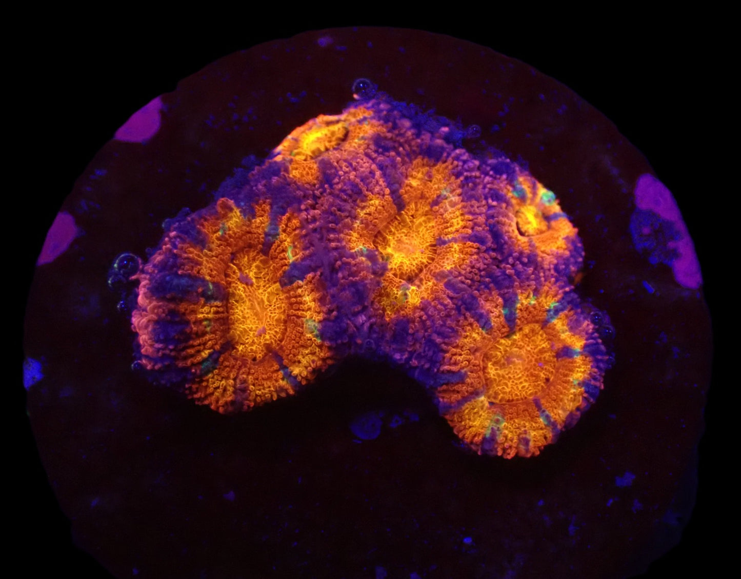 Acanthastrea lordhowensis (Ultra)