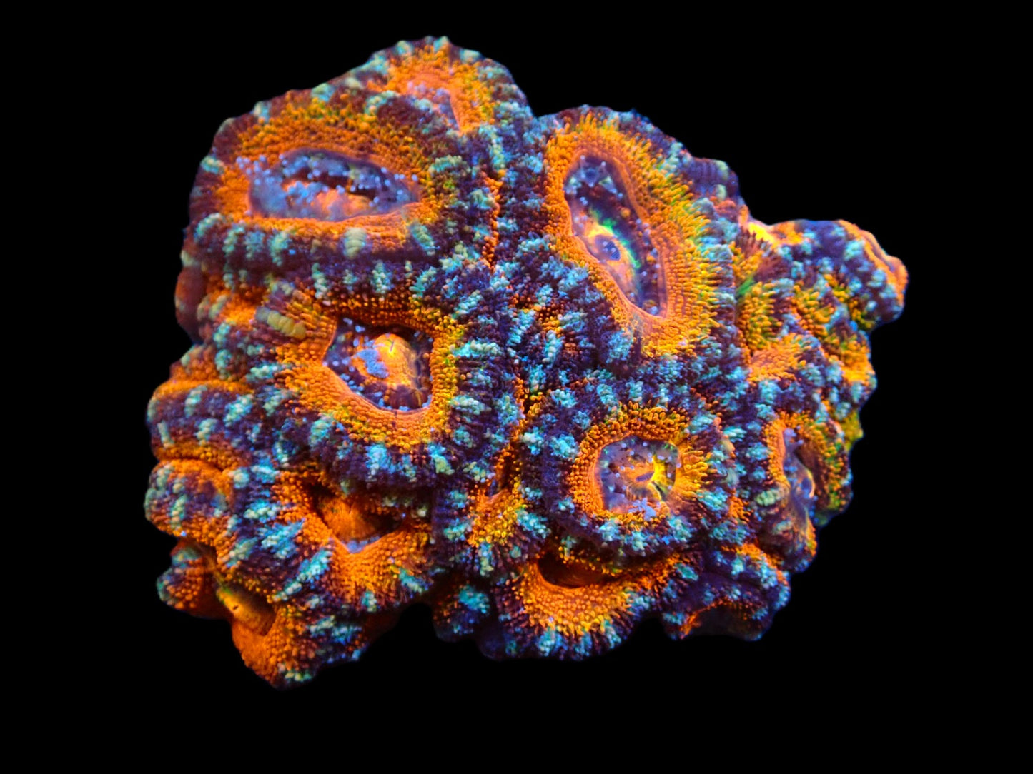 Acanthastrea lordhowensis (Ultra)