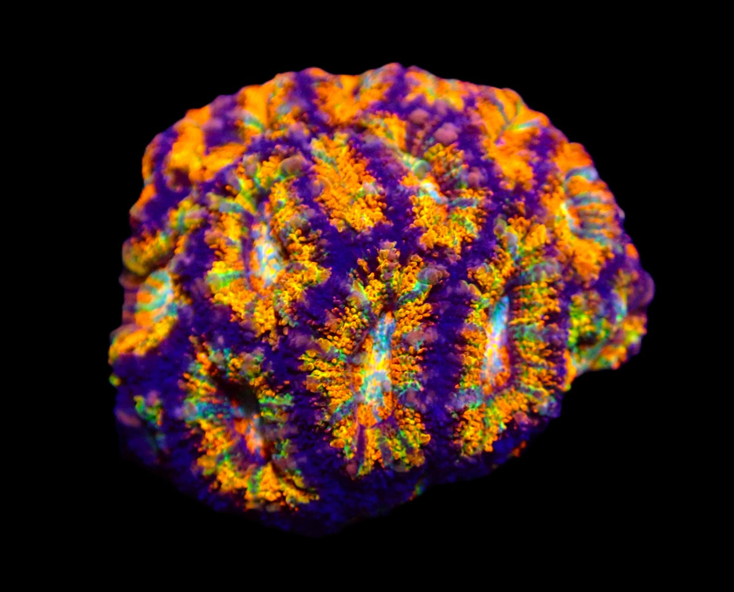 Acanthastrea lordhowensis (Ultra)