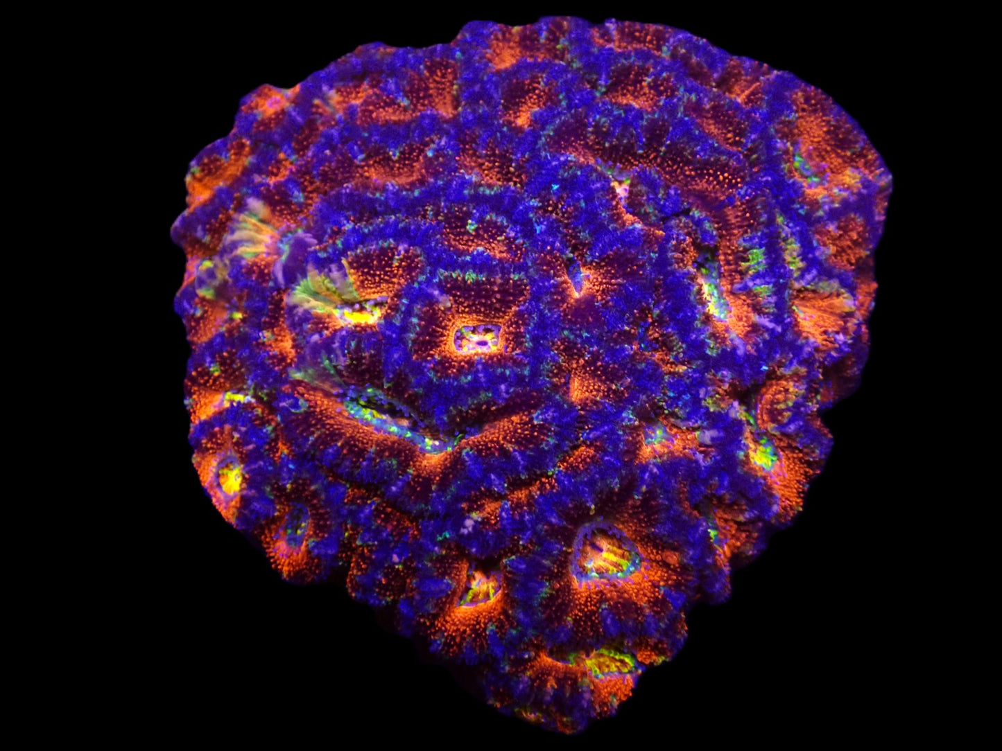 Acanthastrea lordhowensis (Ultra) (XXXL)