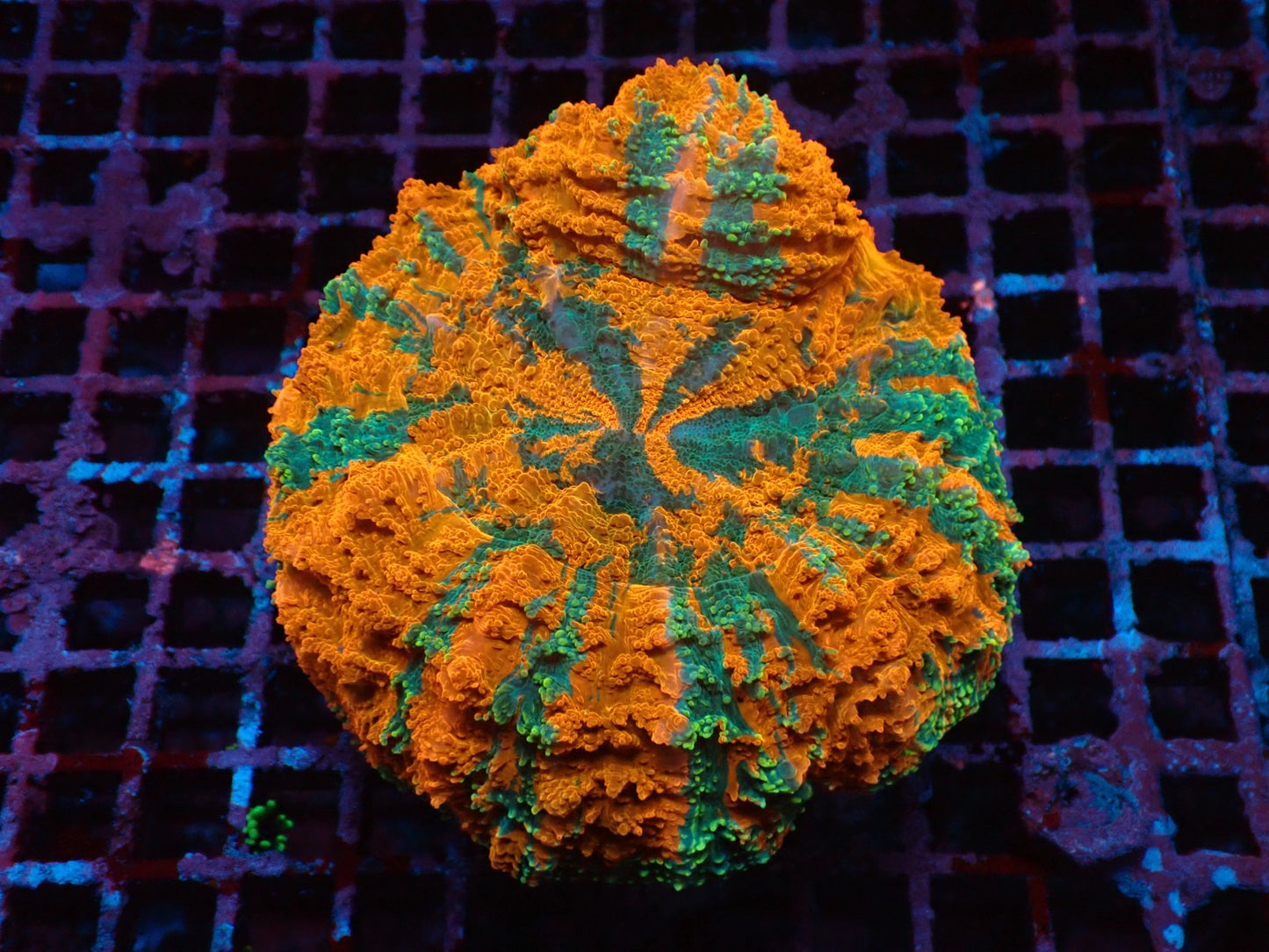 Acanthophyllia deshayesiana (Orange-Grün Master) (XL)