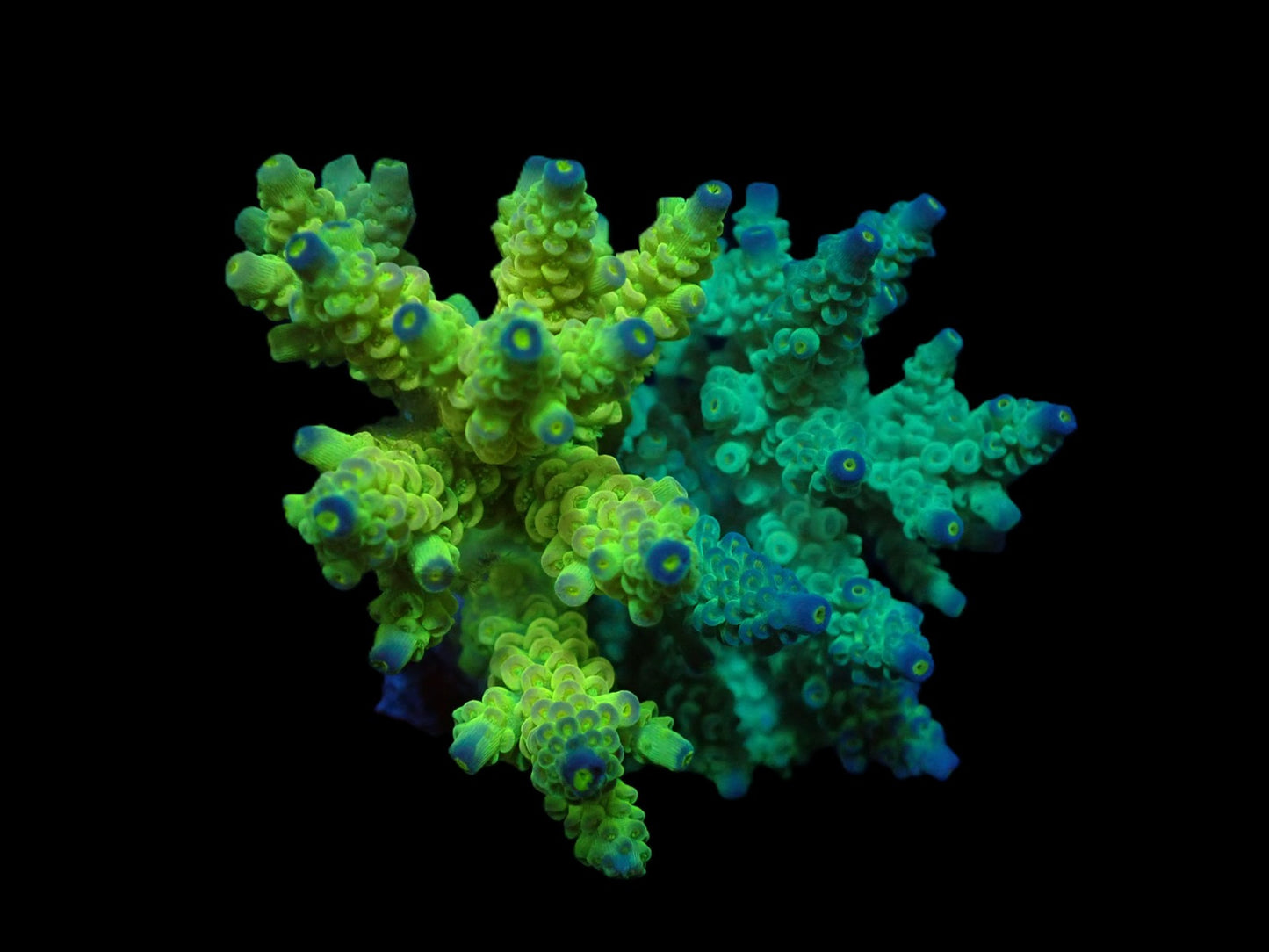 Acropora bifaria (Duo) (M)