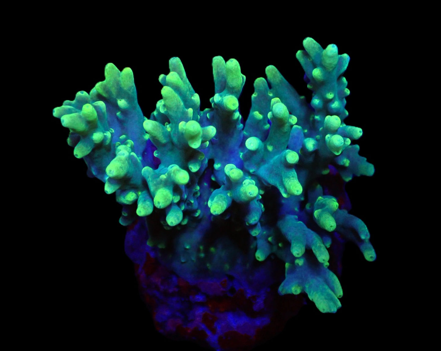 Acropora caroliniana (Hulk)
