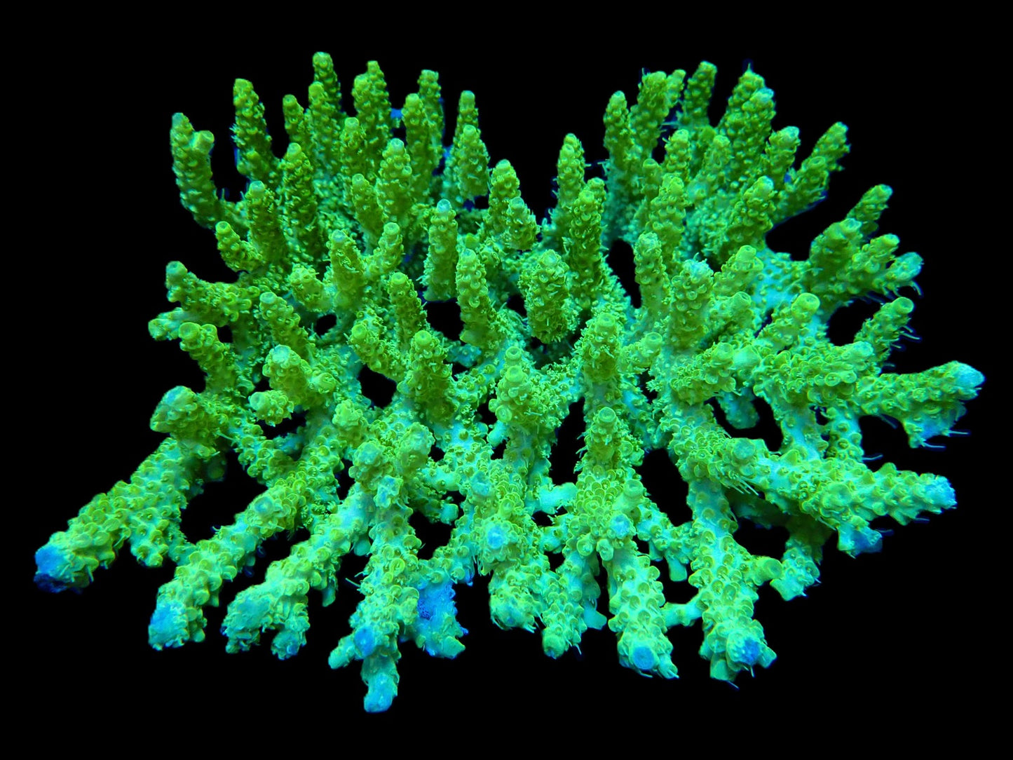 Acropora dendrum Gelbe Confetti XL