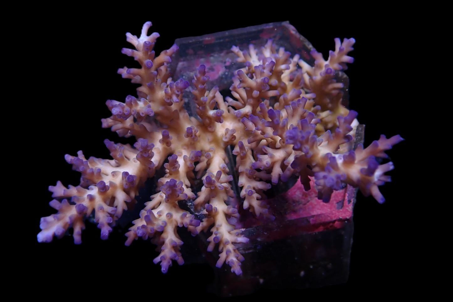 Acropora echinata (Ice fire) (L)