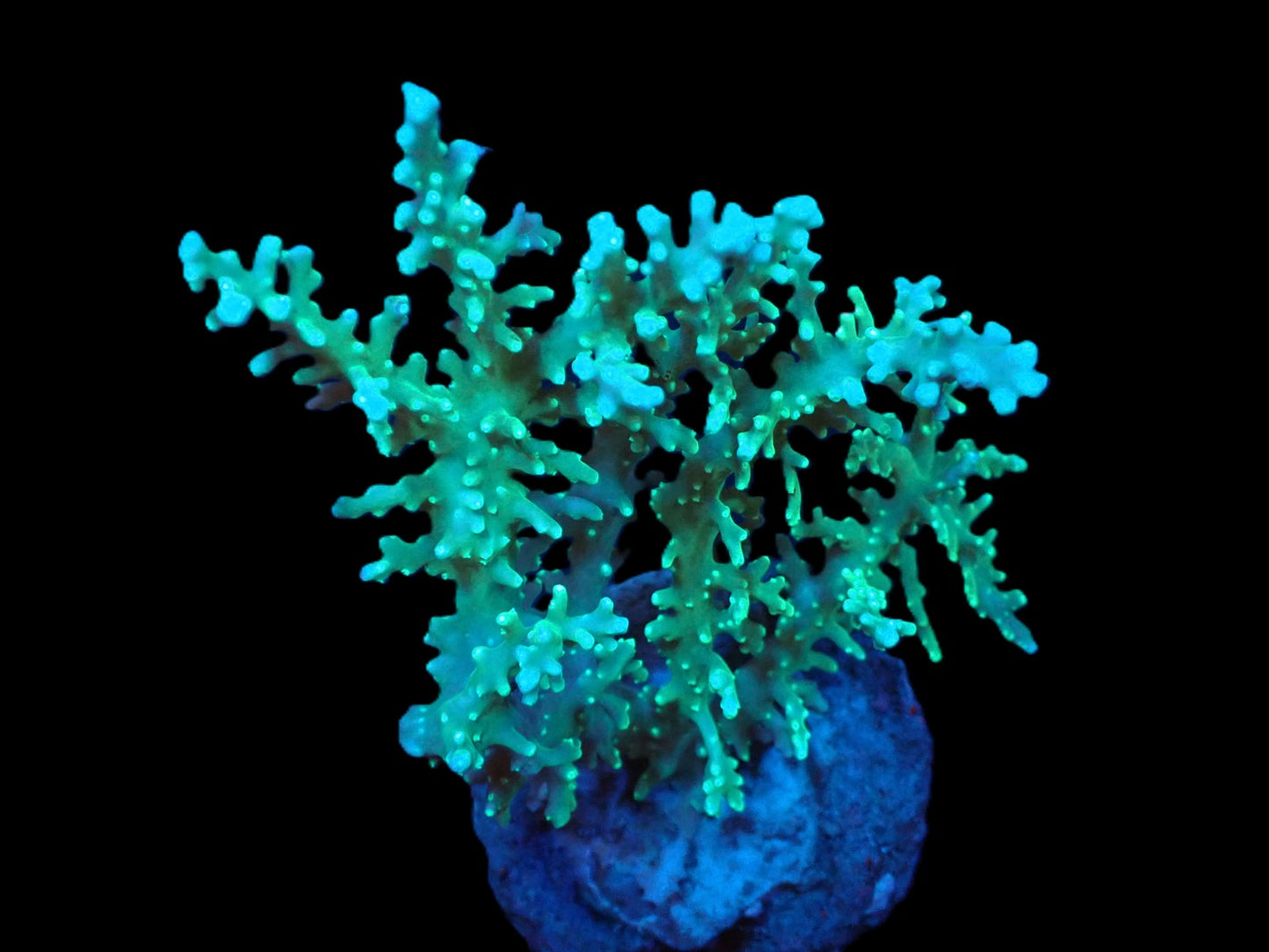 Acropora fenneri