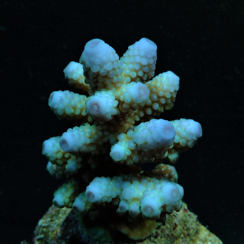 Acropora humilis blau
