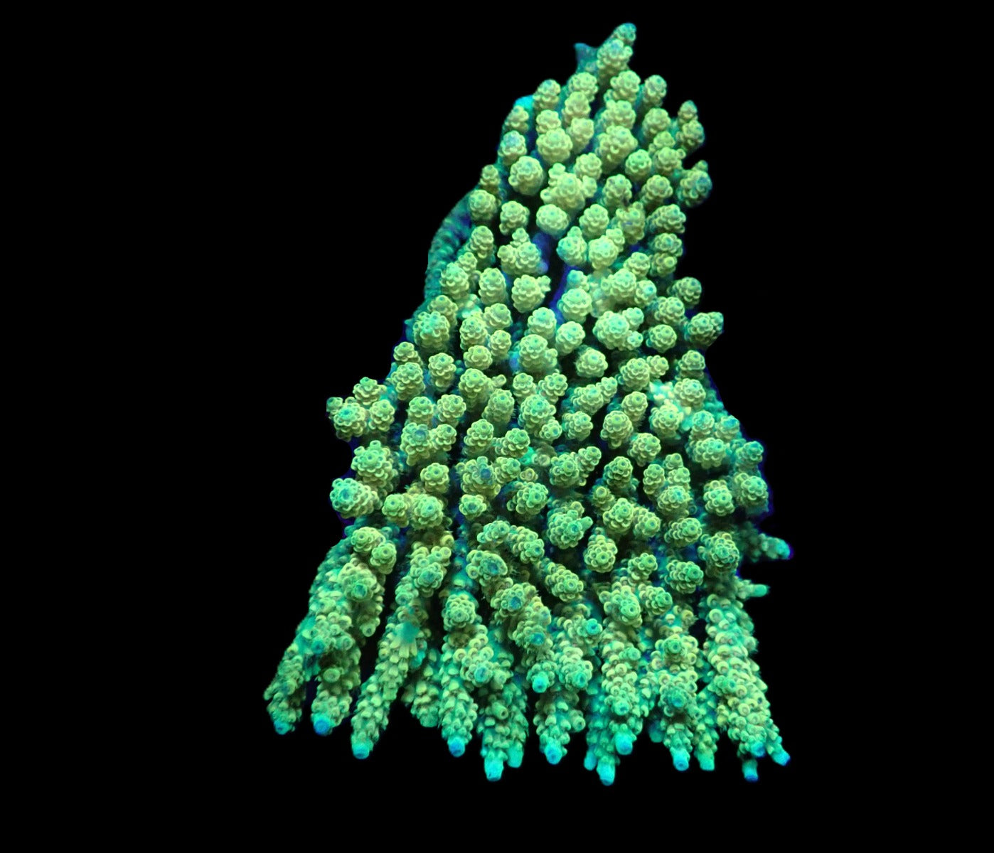 Acropora hyacinthus (Coral Sea) (Gelb) (XL)