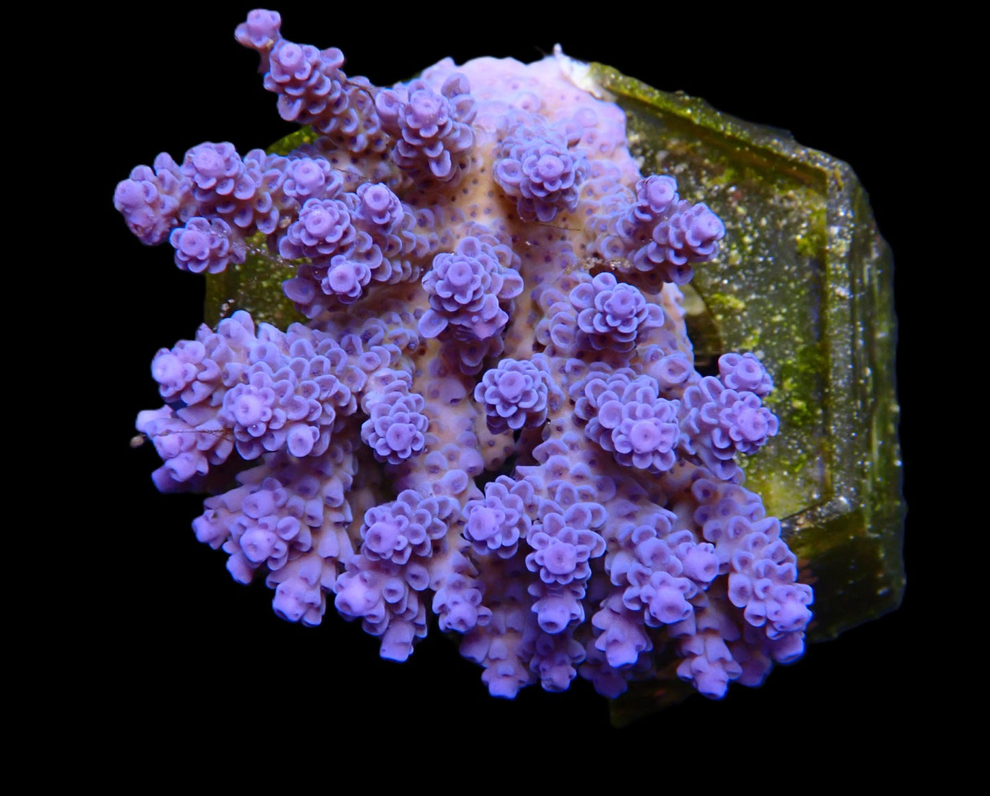 Acropora kenti (Aussie tenuis) (Ultra Blau)