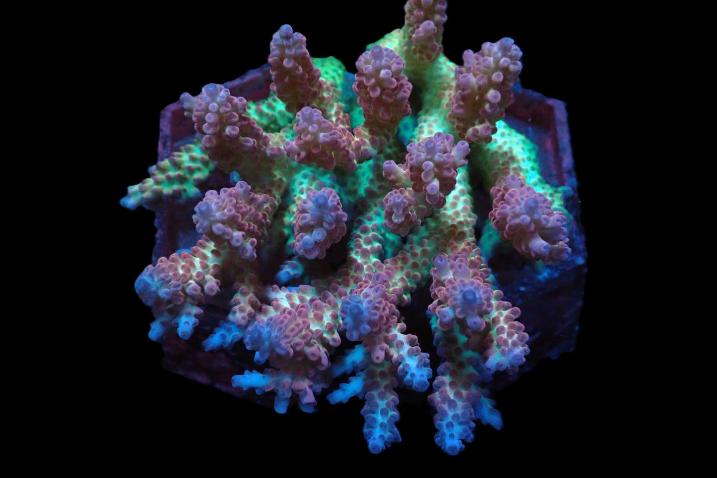 Acropora microclados (Strawberry Shortcake ) (L)