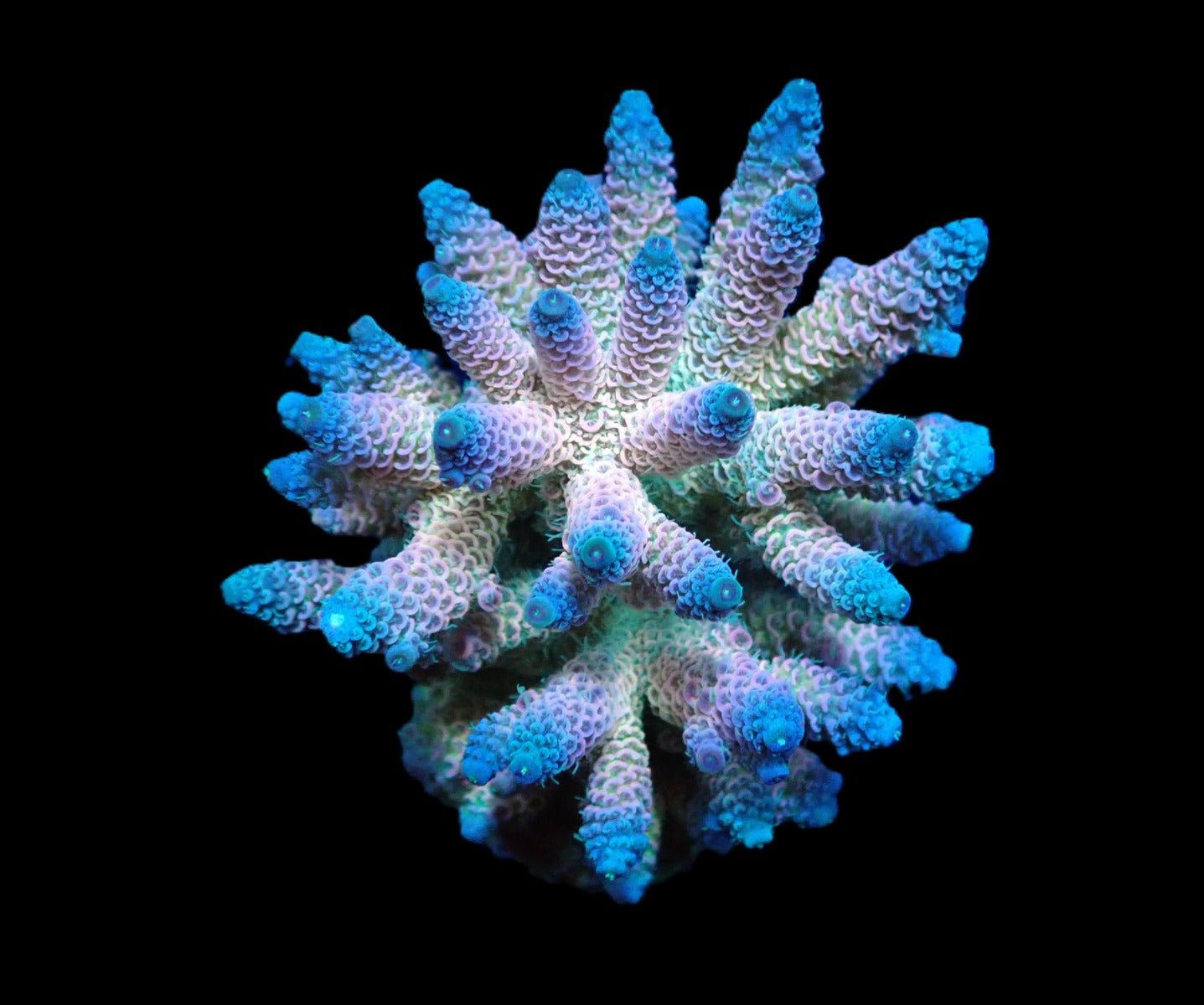 Acropora millepora (Rainbow)