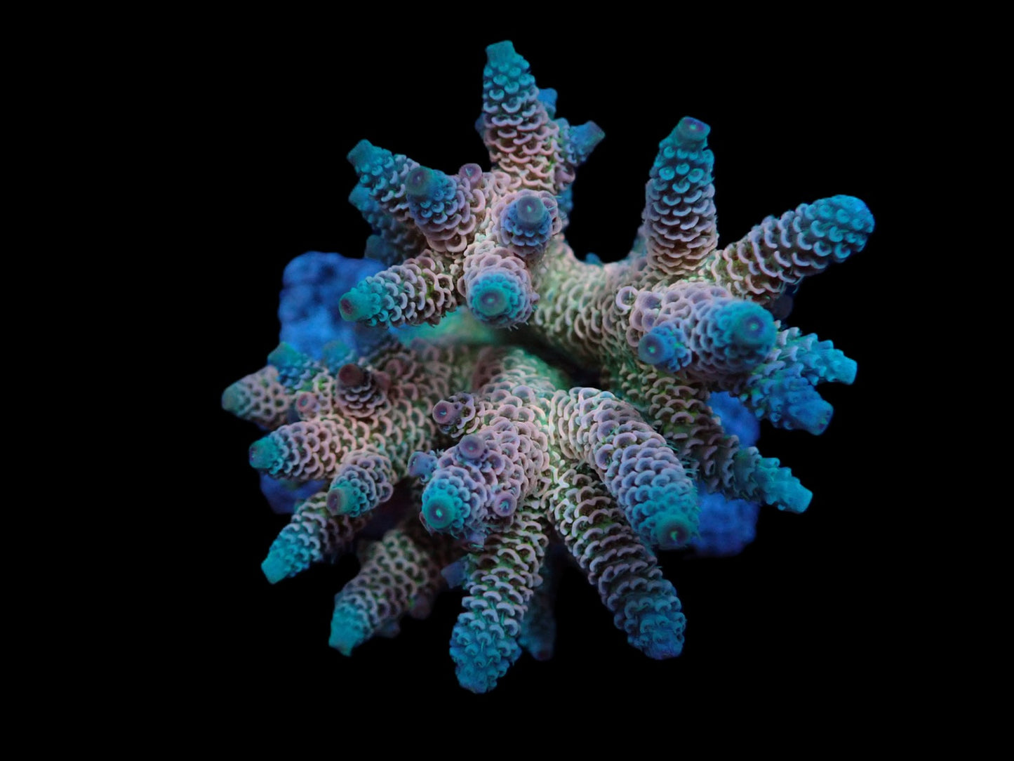 Acropora millepora (Rainbow) (M)