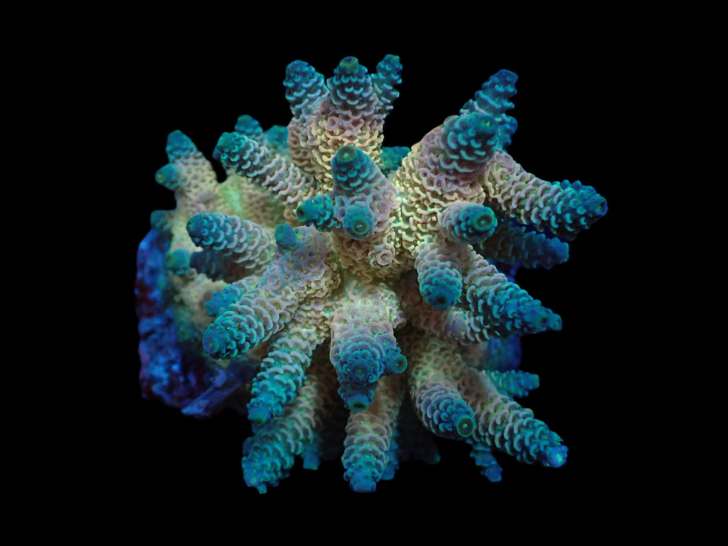 Acropora millepora (Ultra)