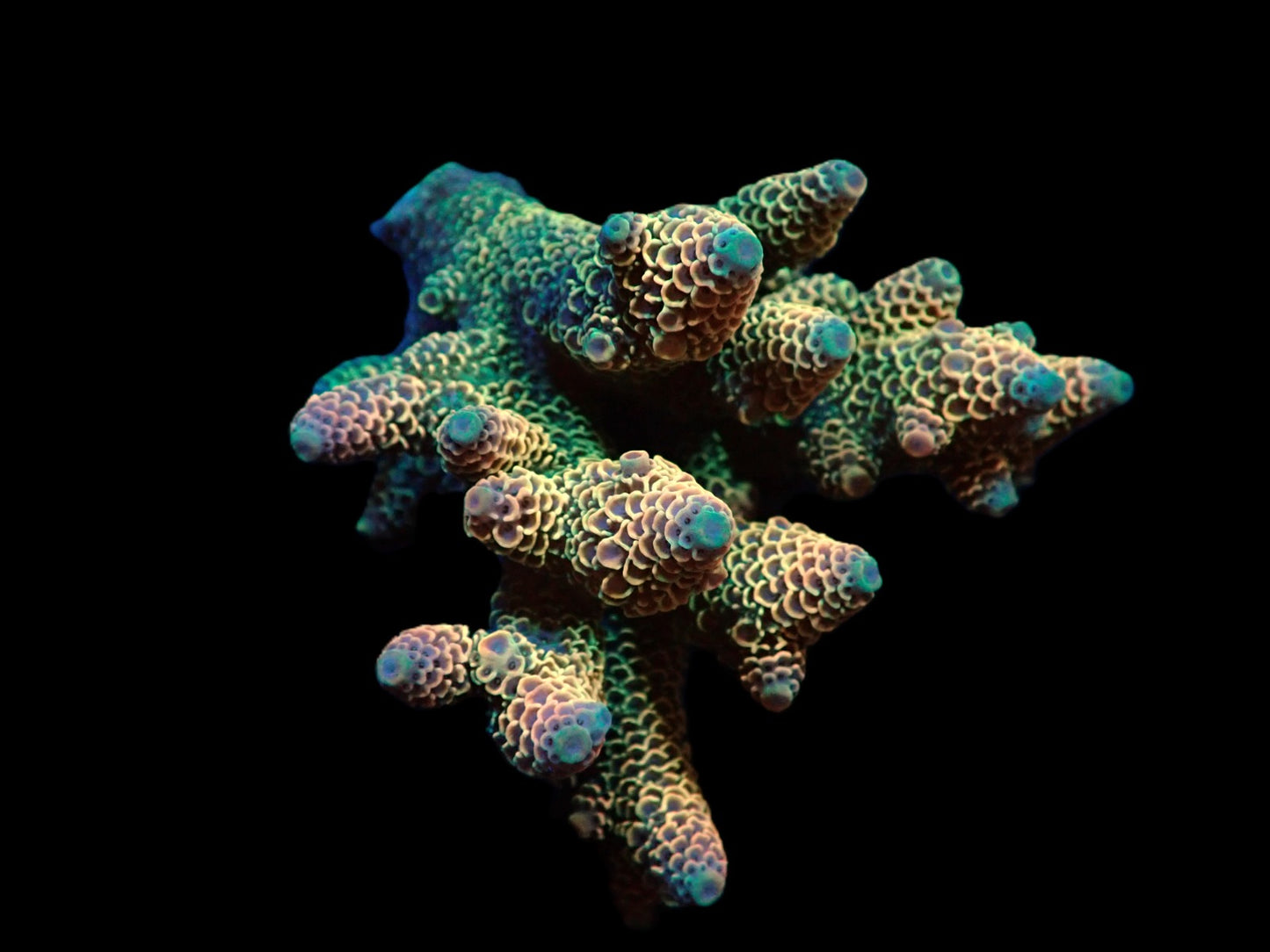 Acropora spathulata (Coral Sea) (Ultra)