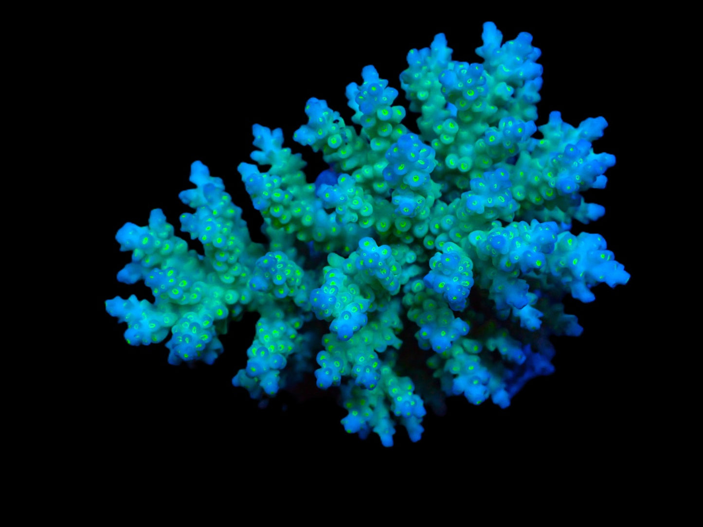 Acropora tenuis (Real Tonga Tenuis)