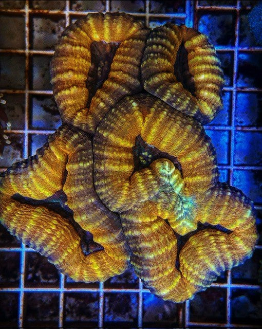 Lobophyllia Gold
