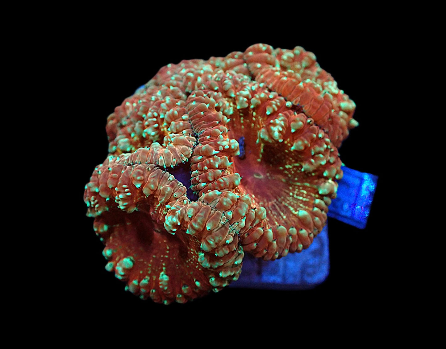 Blastomussa wellsi (Special)