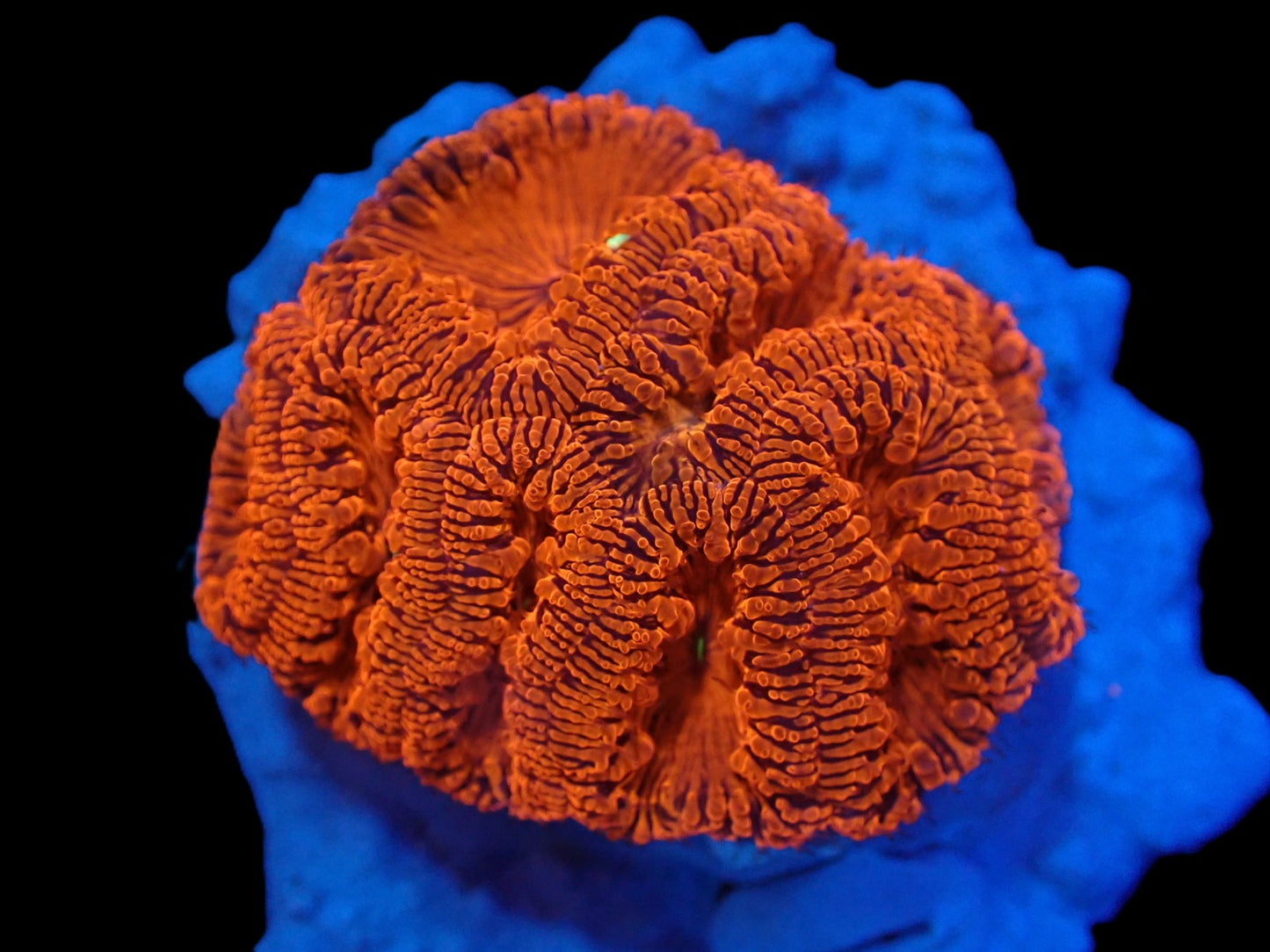 Blastomussa wellsi (Ultra)